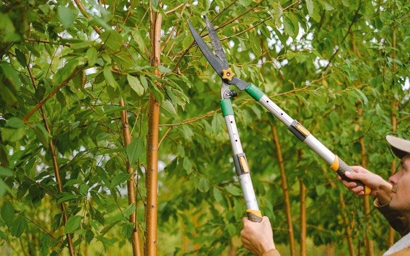 Tree trimming in Virden, IL